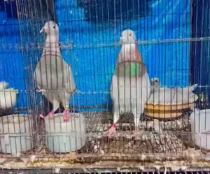 Super Milli Racer Pair with 1 Female Chick