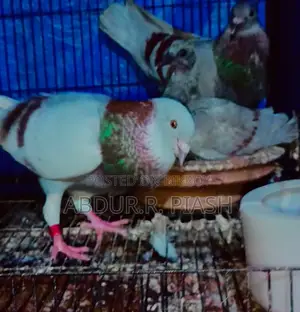 Super Milli Racer Pair with 1 Female Chick