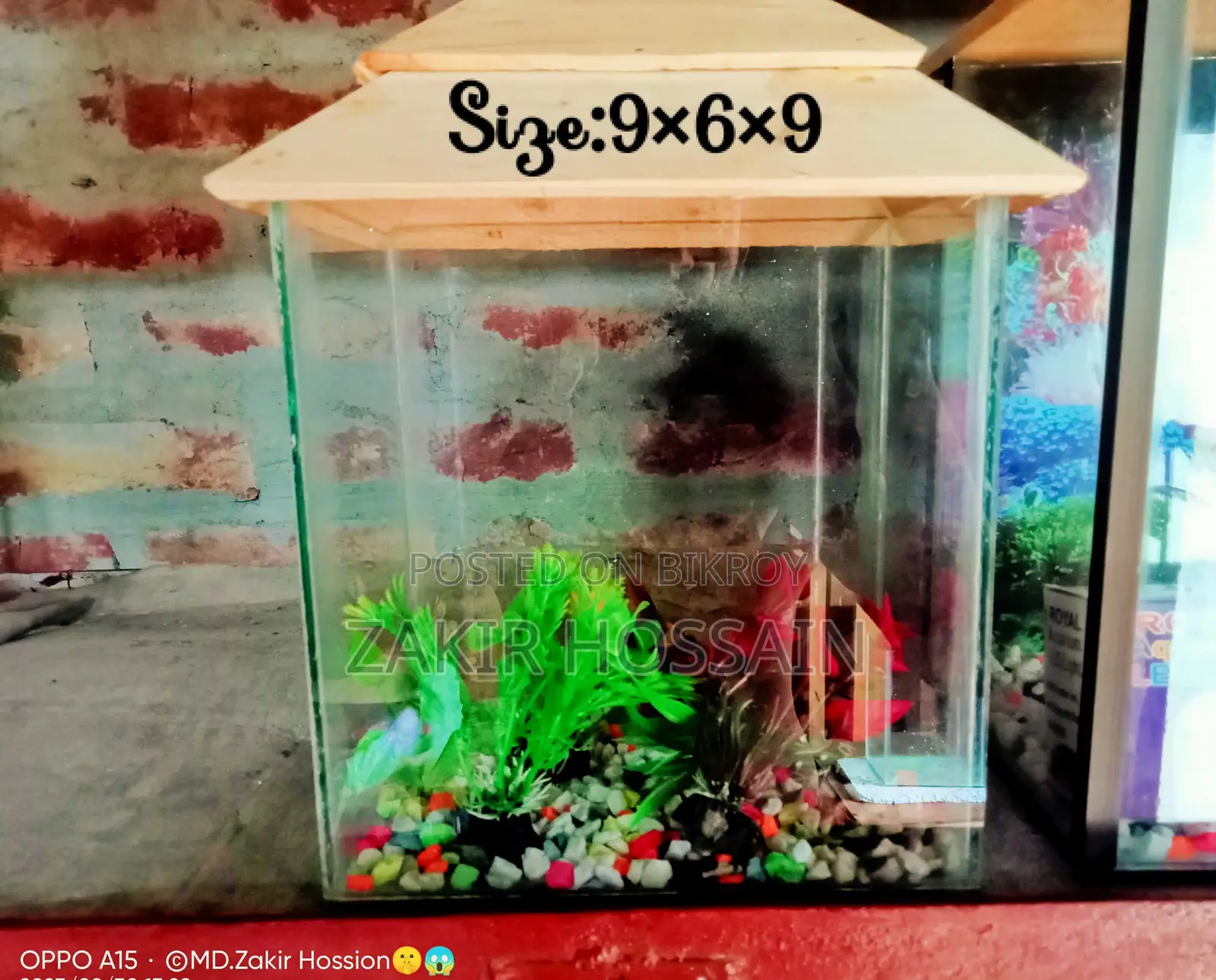 Mini Aquarium Set Up