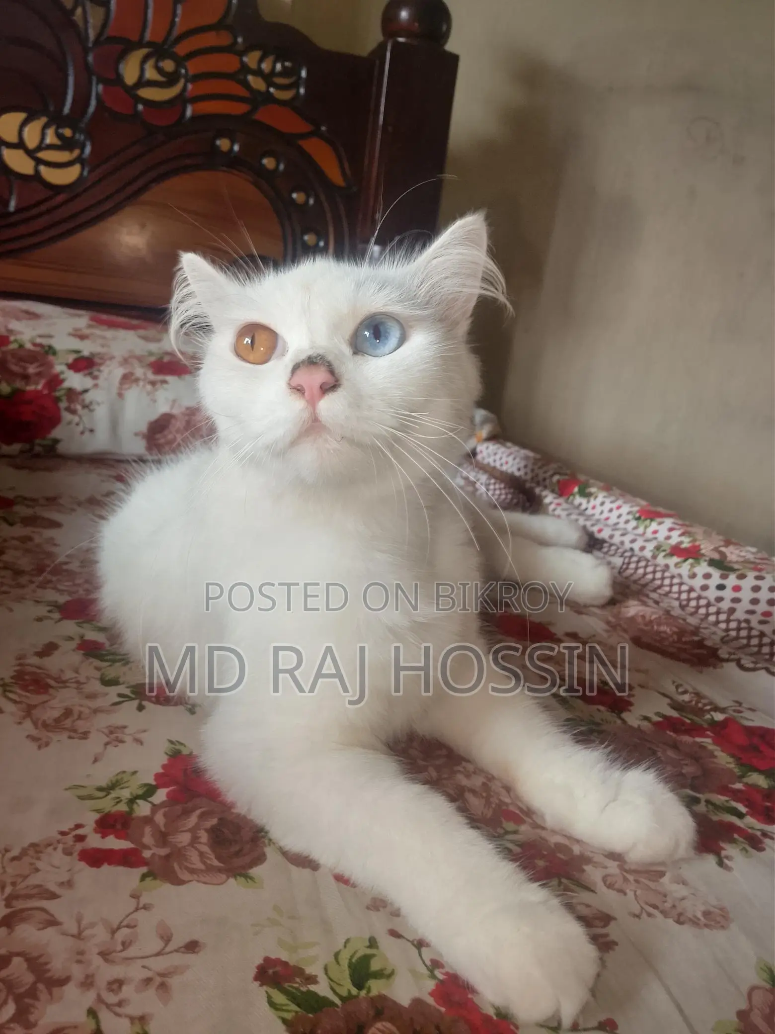 ইন্দোনেশিয়া বিড়াল