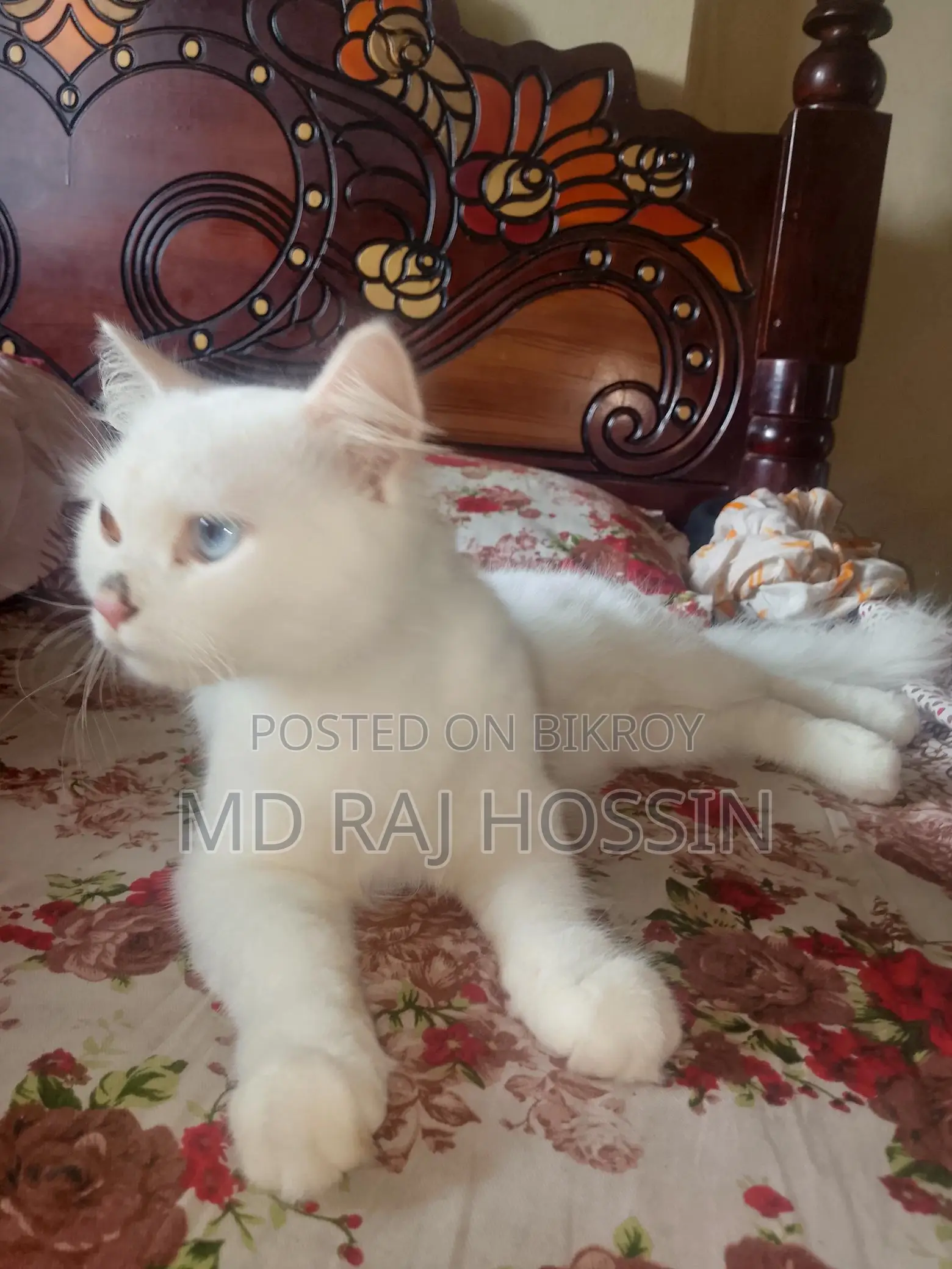ইন্দোনেশিয়া বিড়াল
