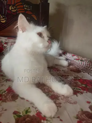ইন্দোনেশিয়া বিড়াল
