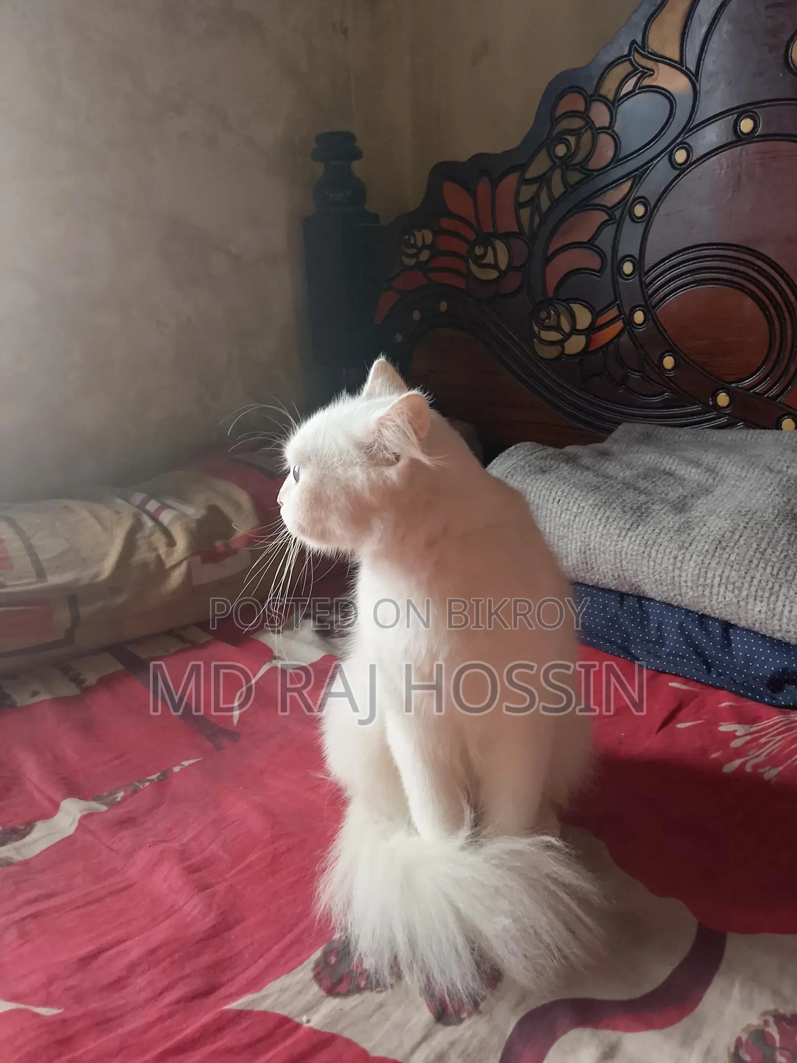 ইন্দোনেশিয়া বিড়াল