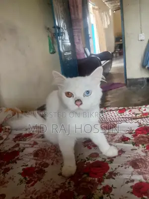 ইন্দোনেশিয়া বিড়াল