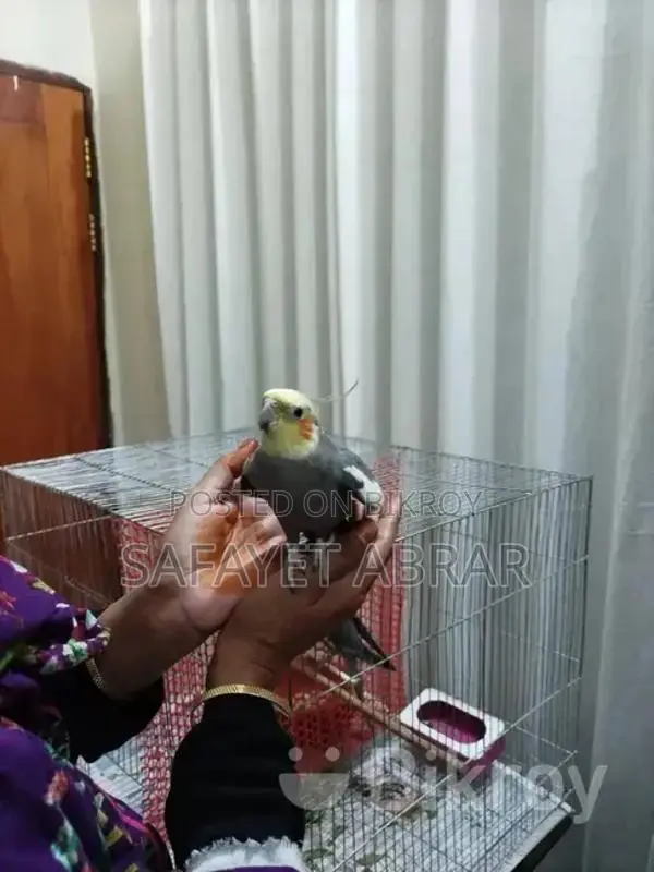 Tame Male Cockatiel for Sale