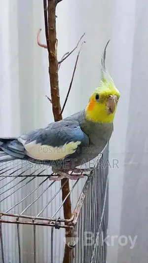 Tame Male Cockatiel for Sale