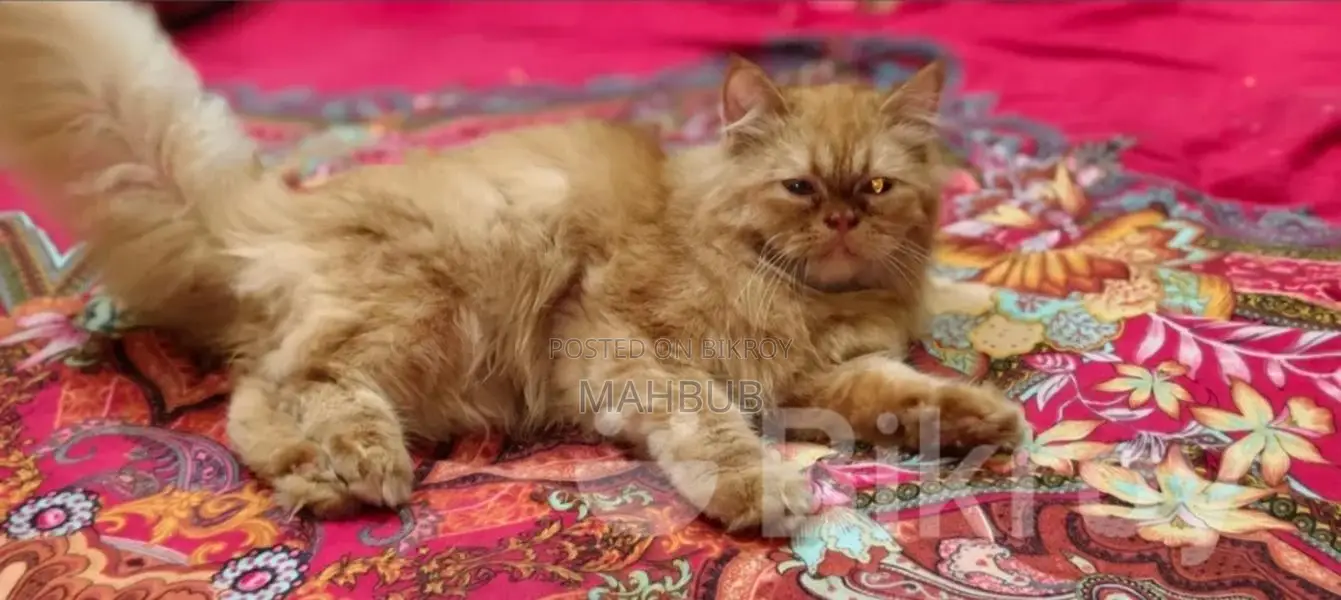 3-6 Months Female Purebred Persian