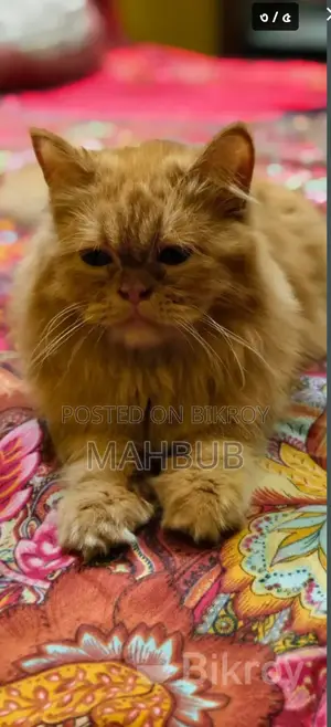 3-6 Months Female Purebred Persian