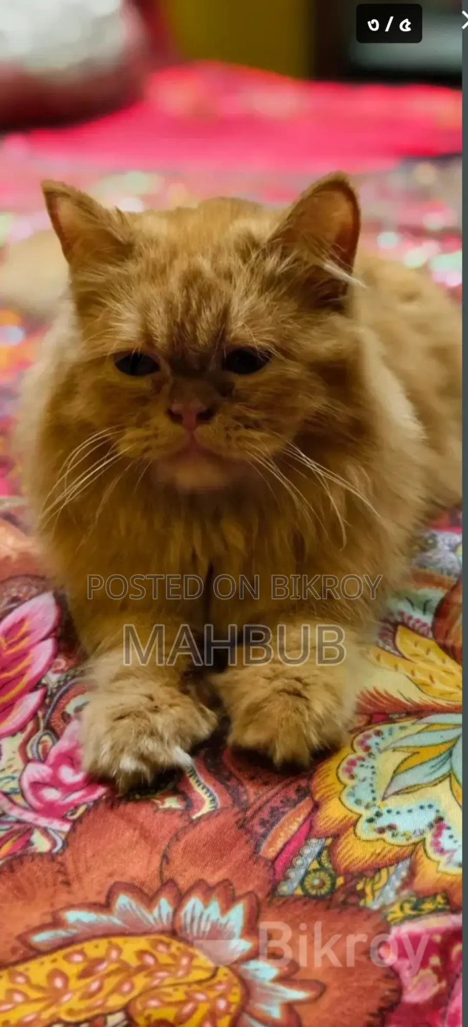 3-6 Months Female Purebred Persian