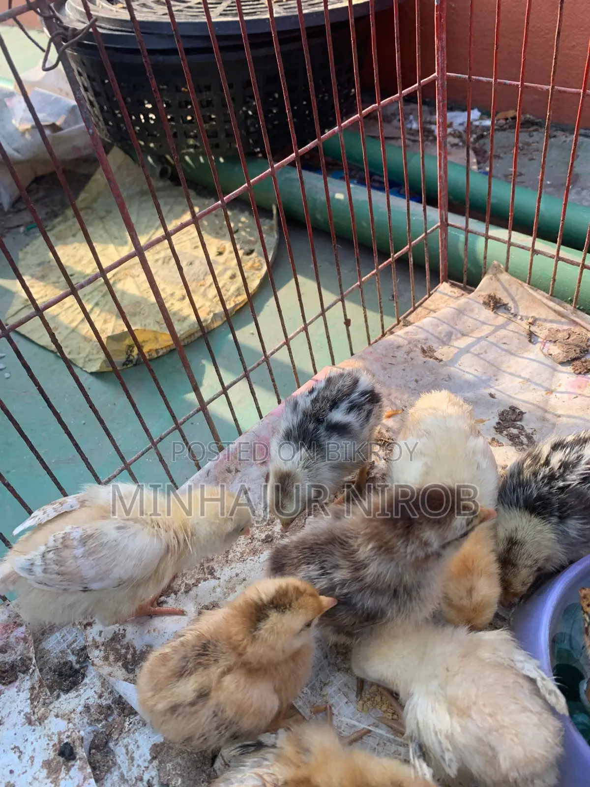 Sonali Chicken