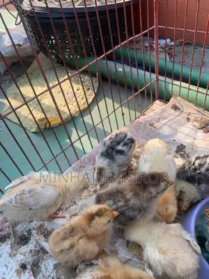 Sonali Chicken