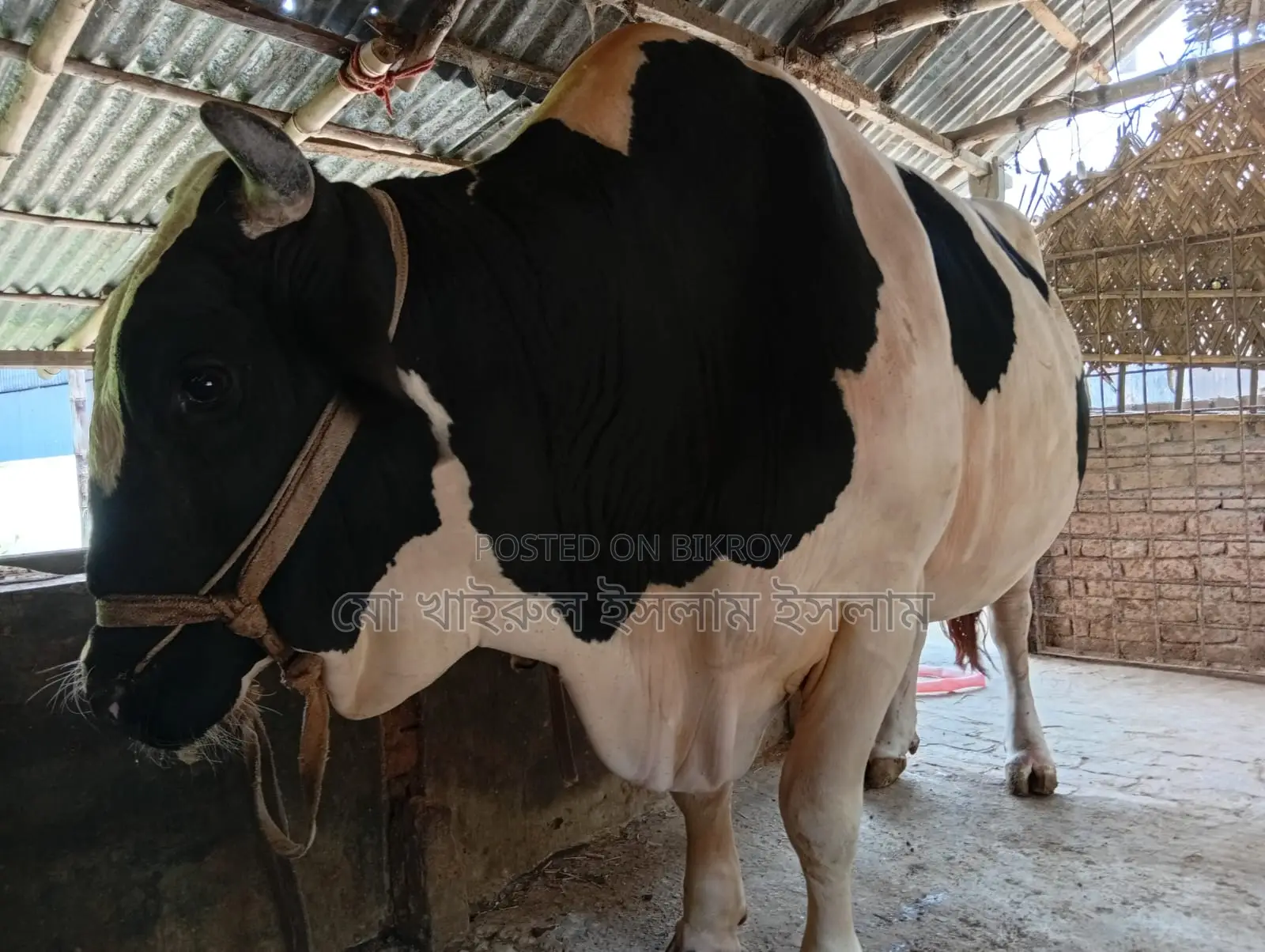 Large Bull for Sale
