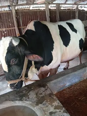 Large Bull for Sale
