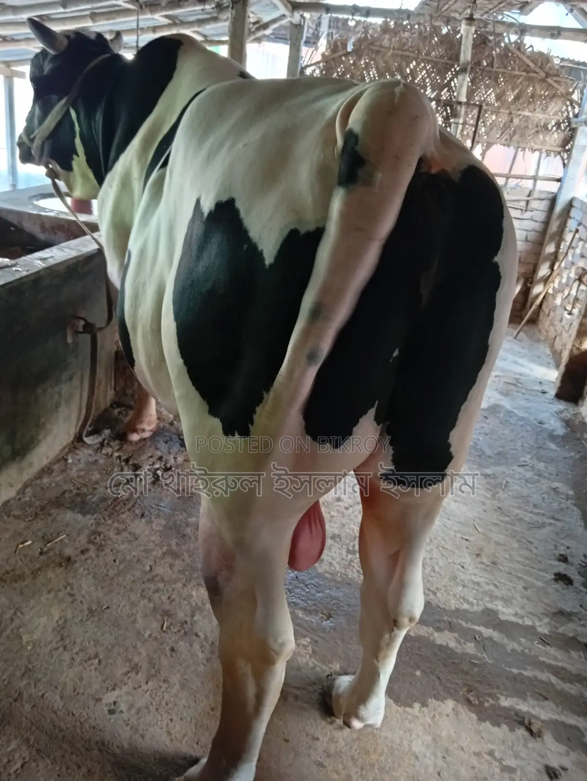Large Bull for Sale