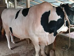 Large Bull for Sale