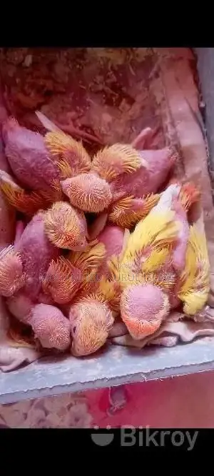 Lutino Offline Lovebird