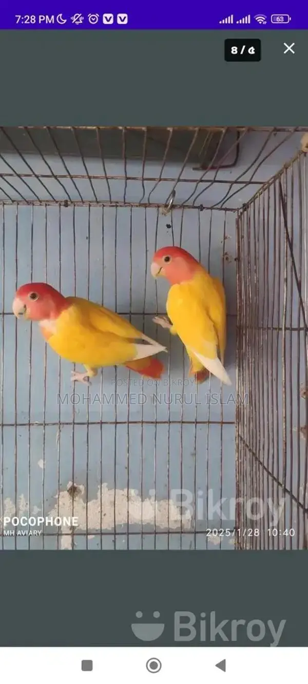 Lutino Offline Lovebird