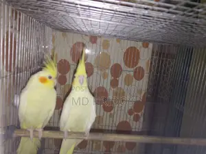 বড় সাইজের গ্রে ককাটেল মেল ও ফিমেল