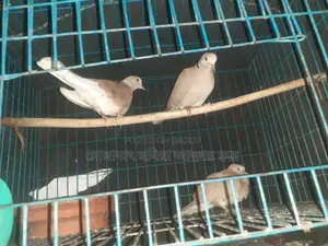 Pair of Doves for Sale with Eggs and Chicks