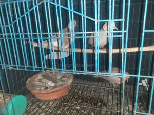 Pair of Doves for Sale with Eggs and Chicks