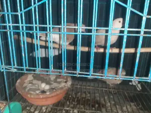 Pair of Doves for Sale with Eggs and Chicks