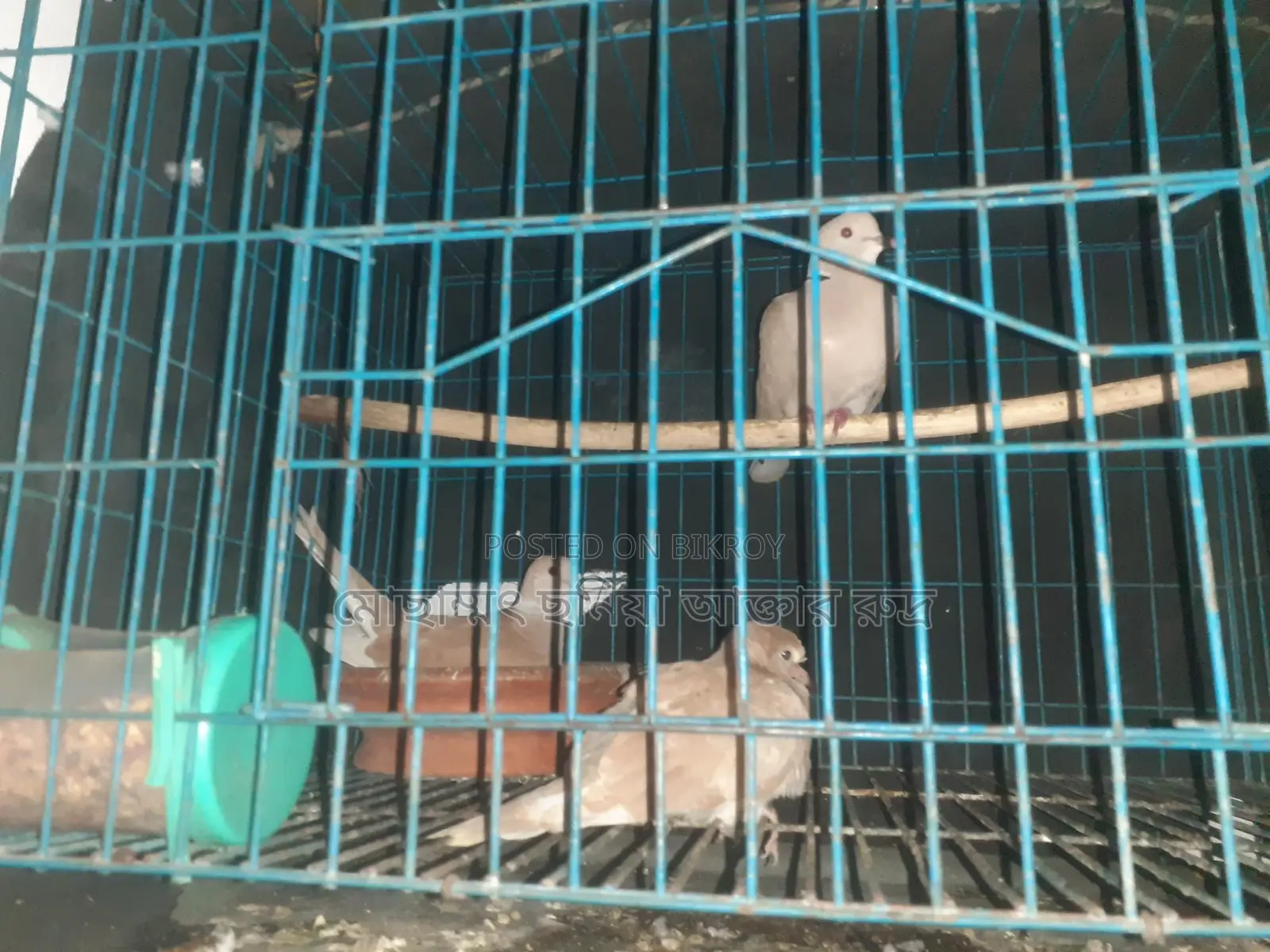 Pair of Doves for Sale with Eggs and Chicks