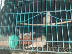Pair of Doves for Sale with Eggs and Chicks