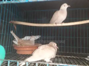 Pair of Doves for Sale with Eggs and Chicks