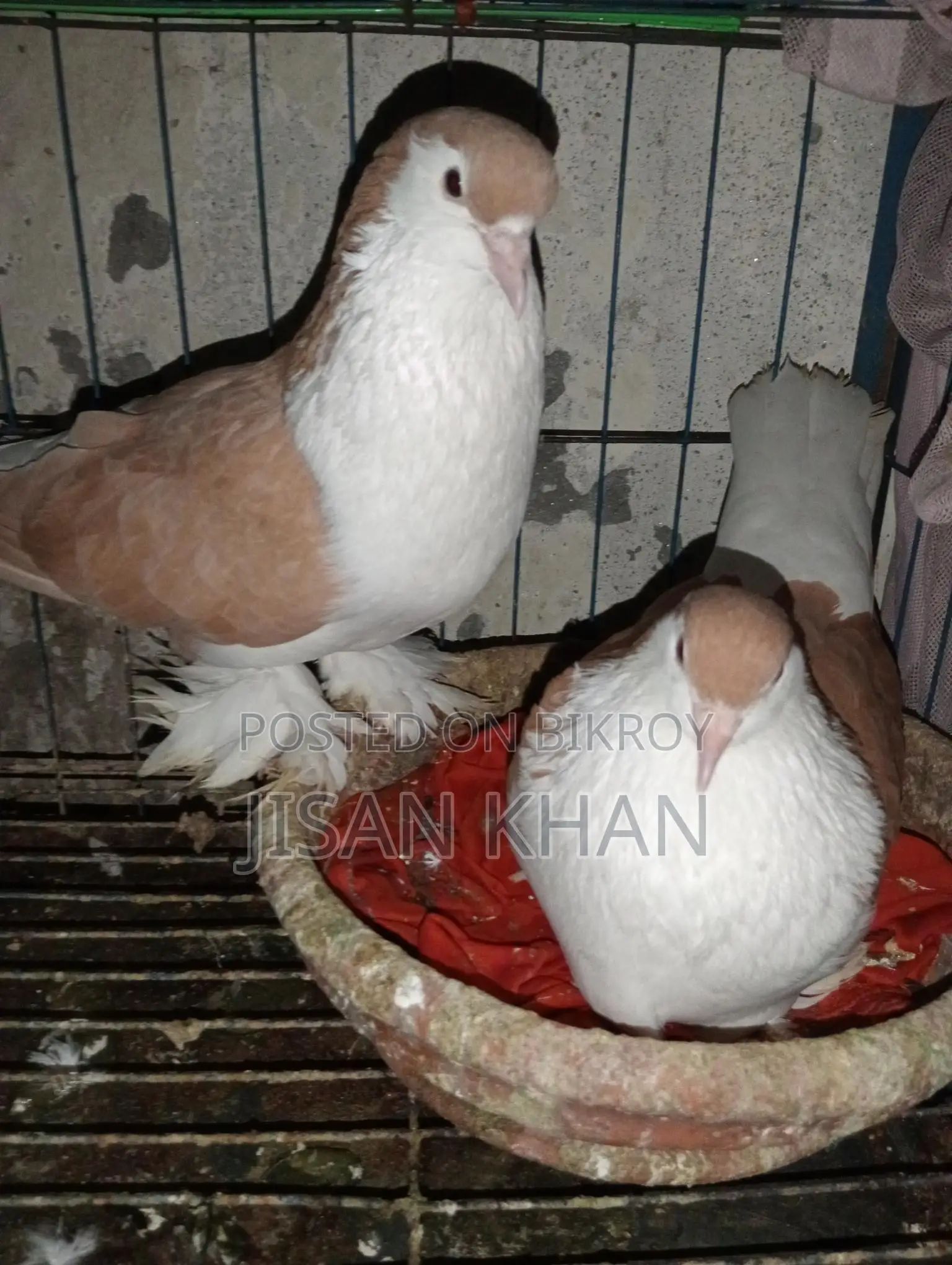 সিরাজী কবুতর রানিং পেয়ার