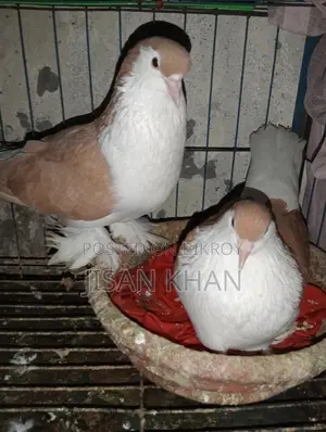 Shirazi Pigeon Running Pair