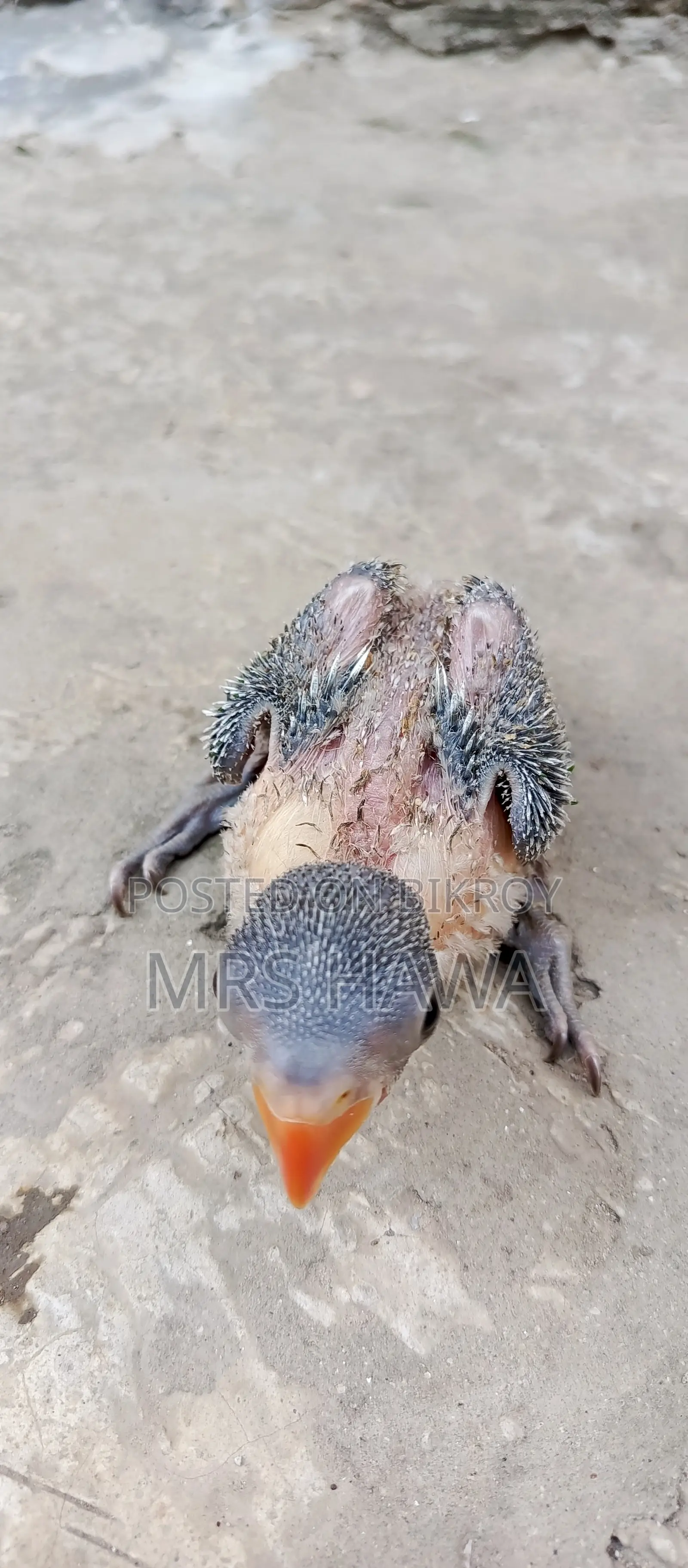 Ringneck Parrot Chick (Tame Size)
