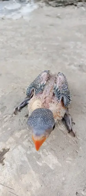 Ringneck Parrot Chick (Tame Size)