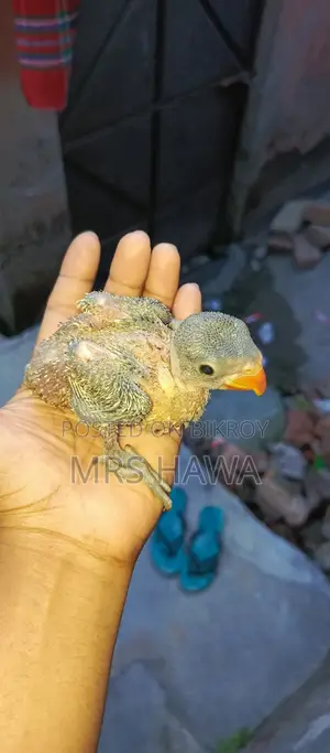 Ringneck Parrot Chick (Tame Size)