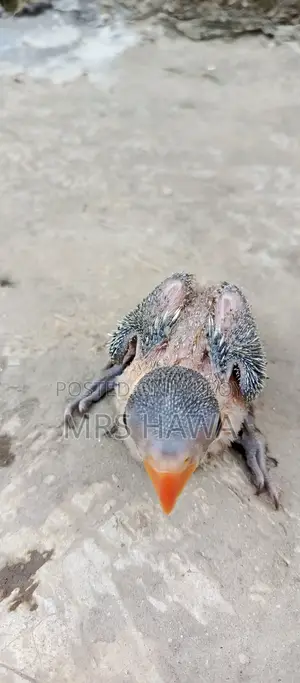 Ringneck Parrot Chick (Tame Size)