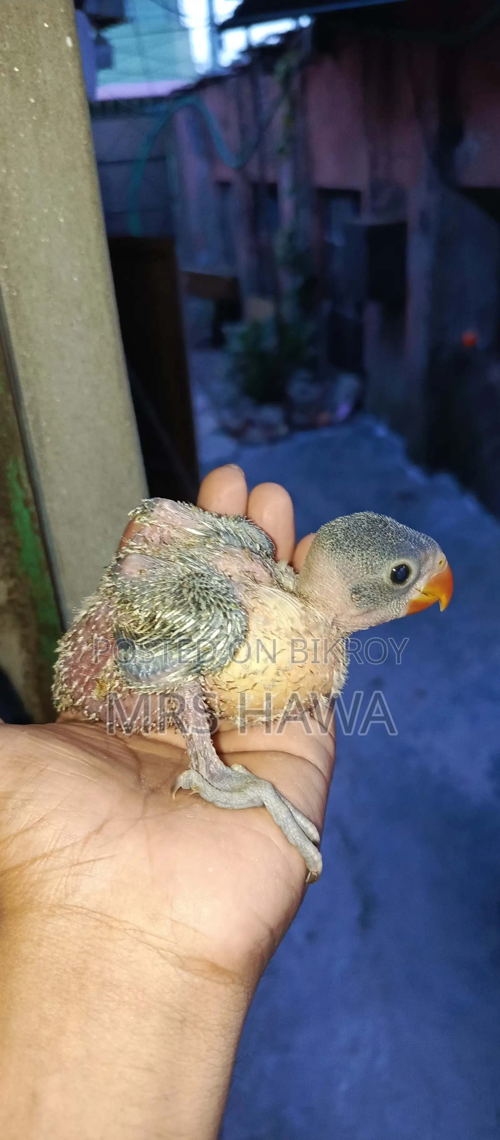 Ringneck Parrot Chick (Tame Size)