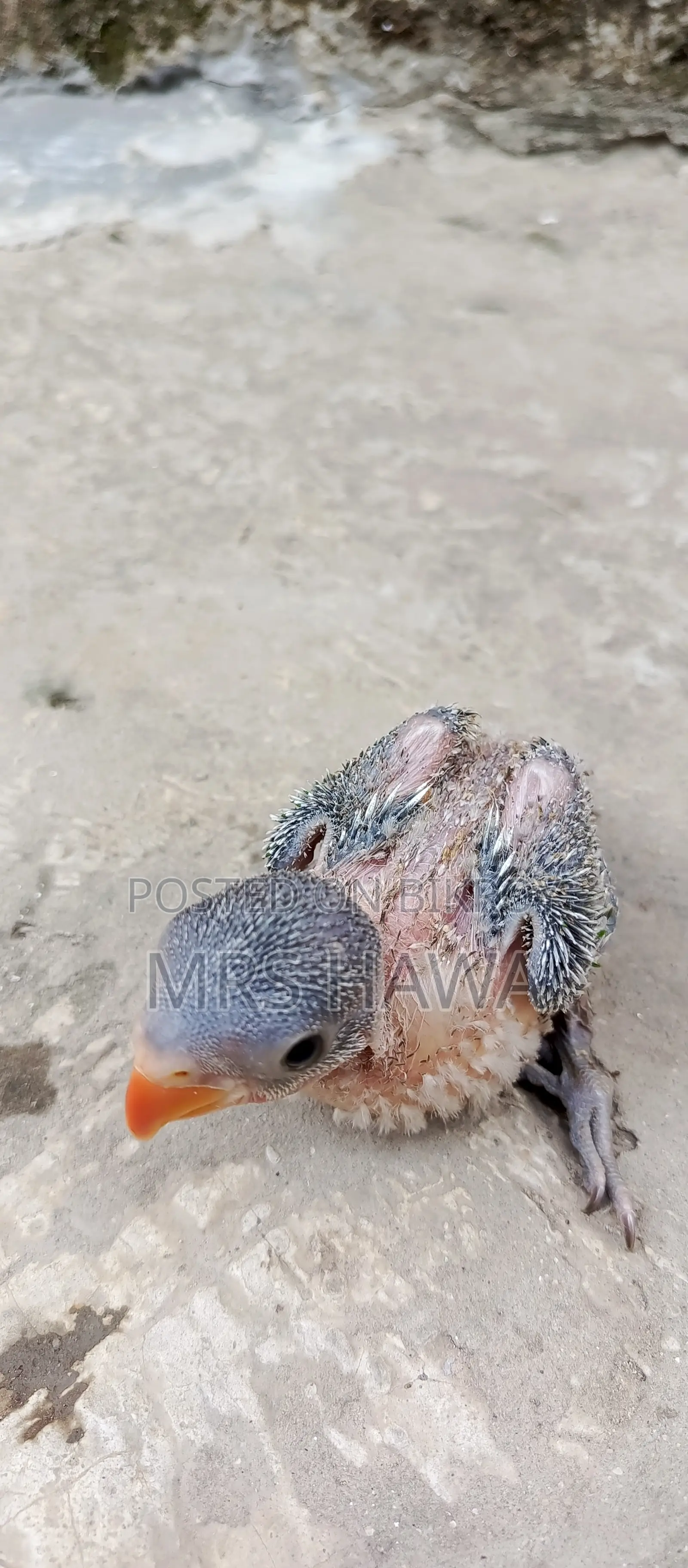 Ringneck Parrot Chick (Tame Size)