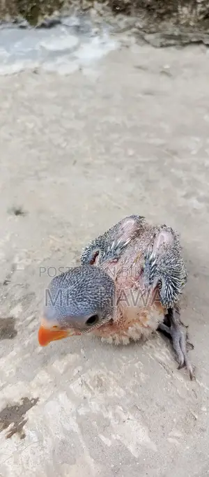 Ringneck Parrot Chick (Tame Size)