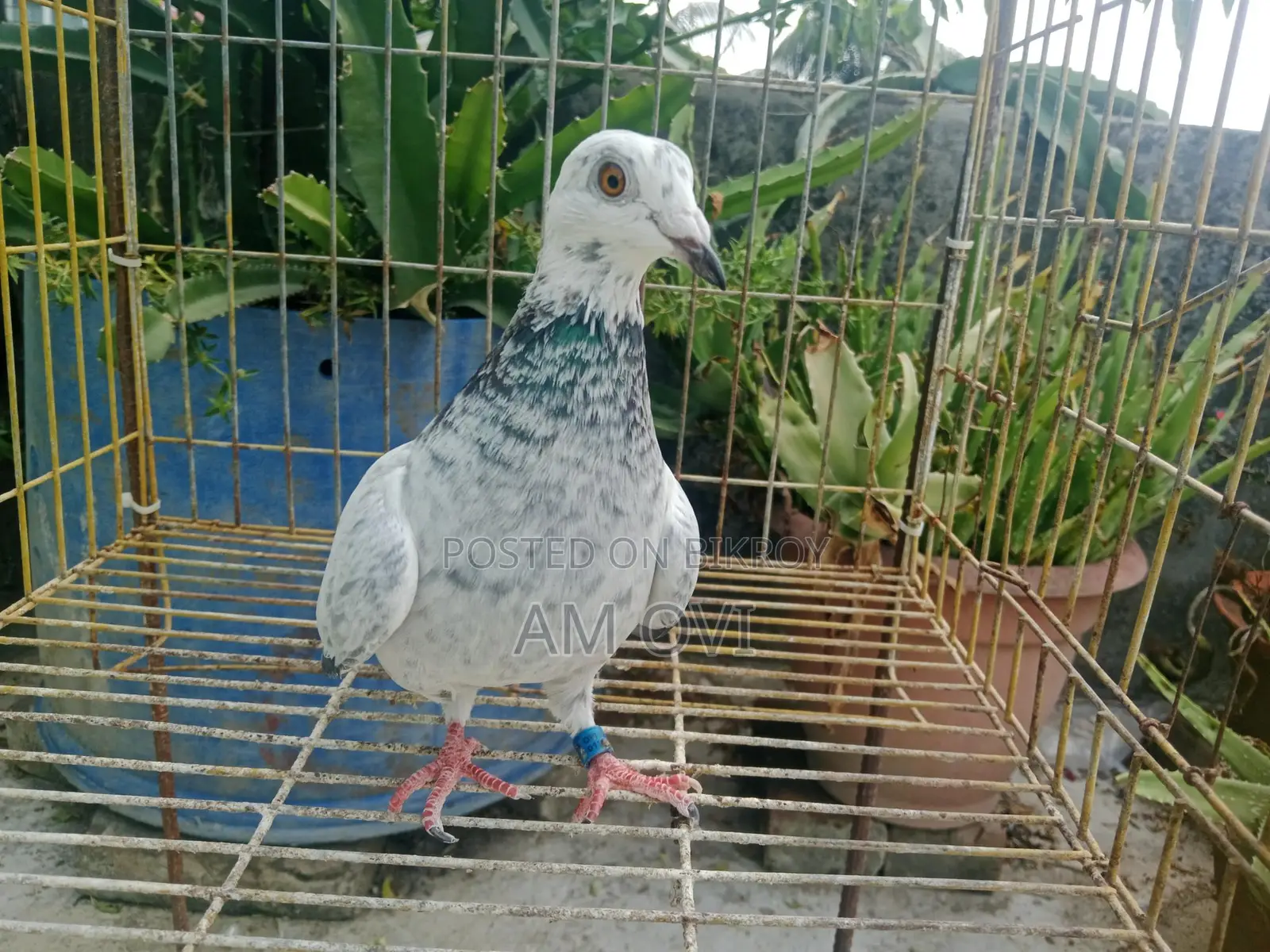 Selling a Grizzle Pigeon