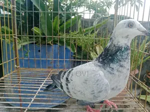 Selling a Grizzle Pigeon