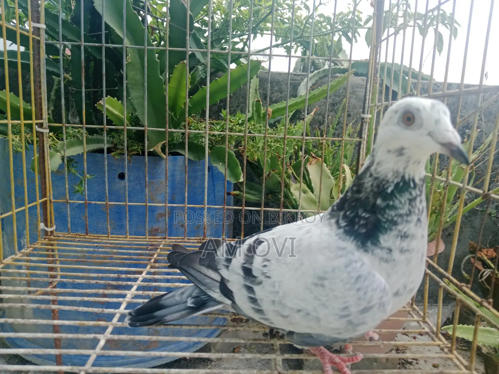 Selling a Grizzle Pigeon