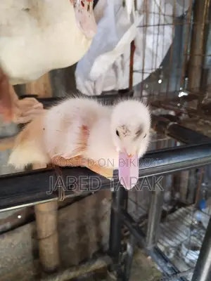 সাদা চিনা হাস বাচ্চা বিক্রি করা হবে