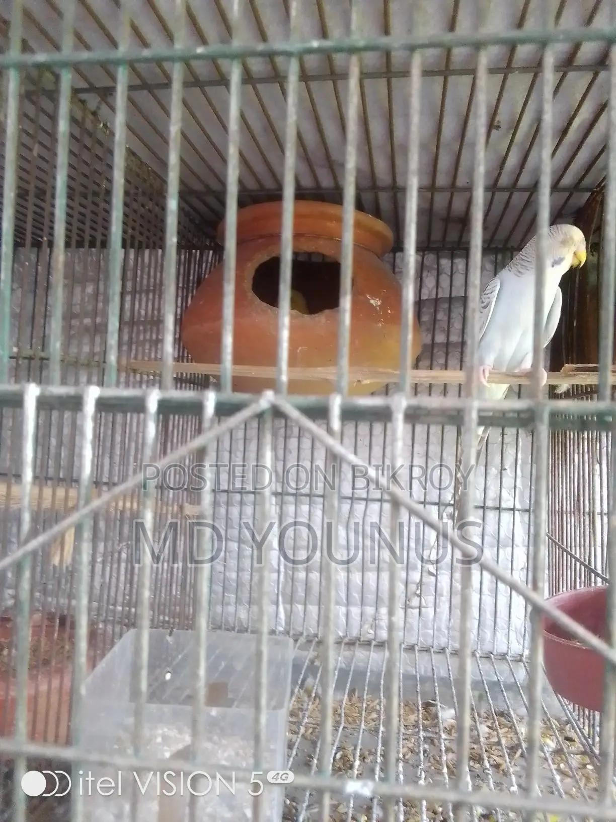 পাকিস্তানি ফ্যালো