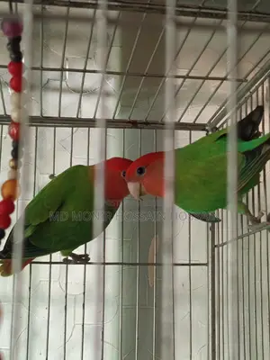 এক জোড়া লাভবার্ডস সবুজ লাল