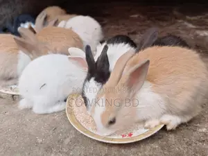 খরগোশ বিক্রি করা হবে