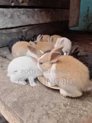 খরগোশ বিক্রি করা হবে