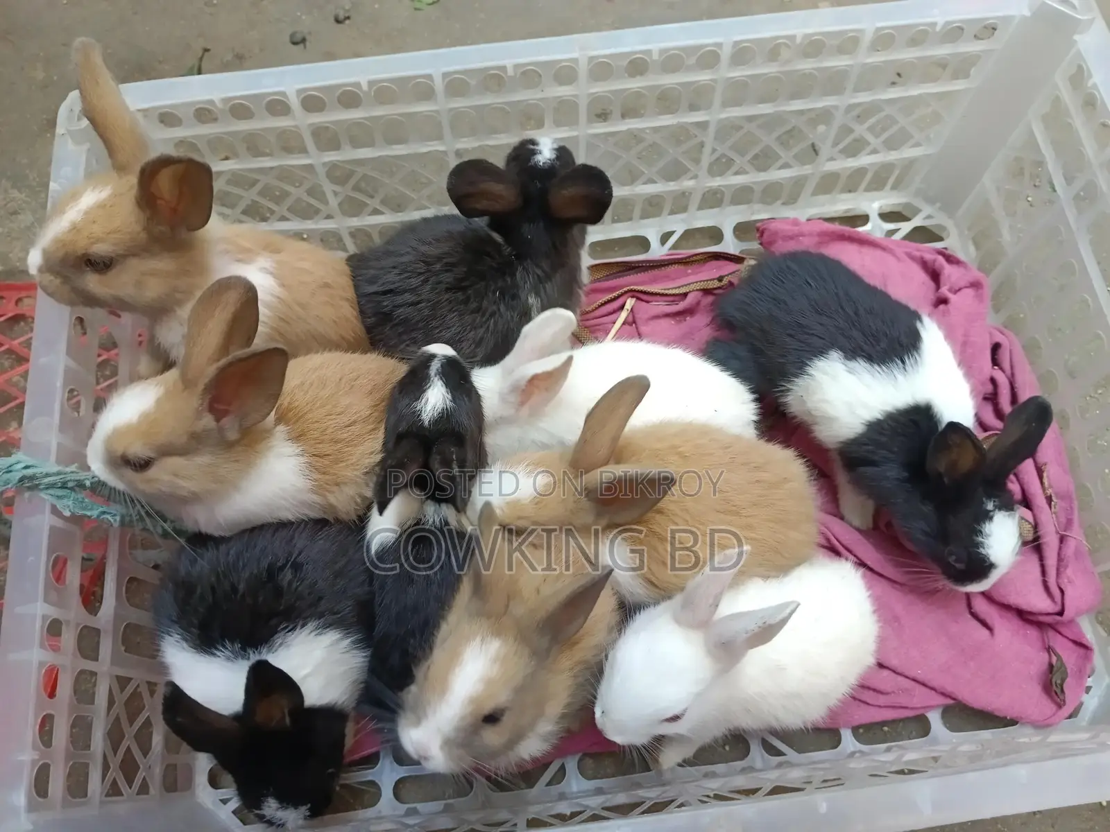 খরগোশ বিক্রি করা হবে
