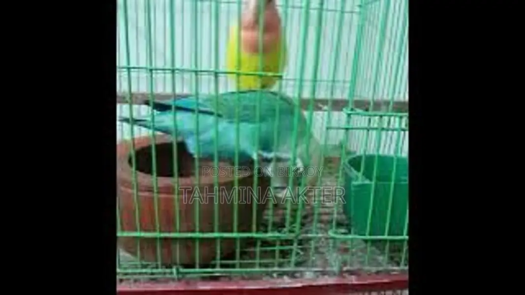 Running Lovebirds