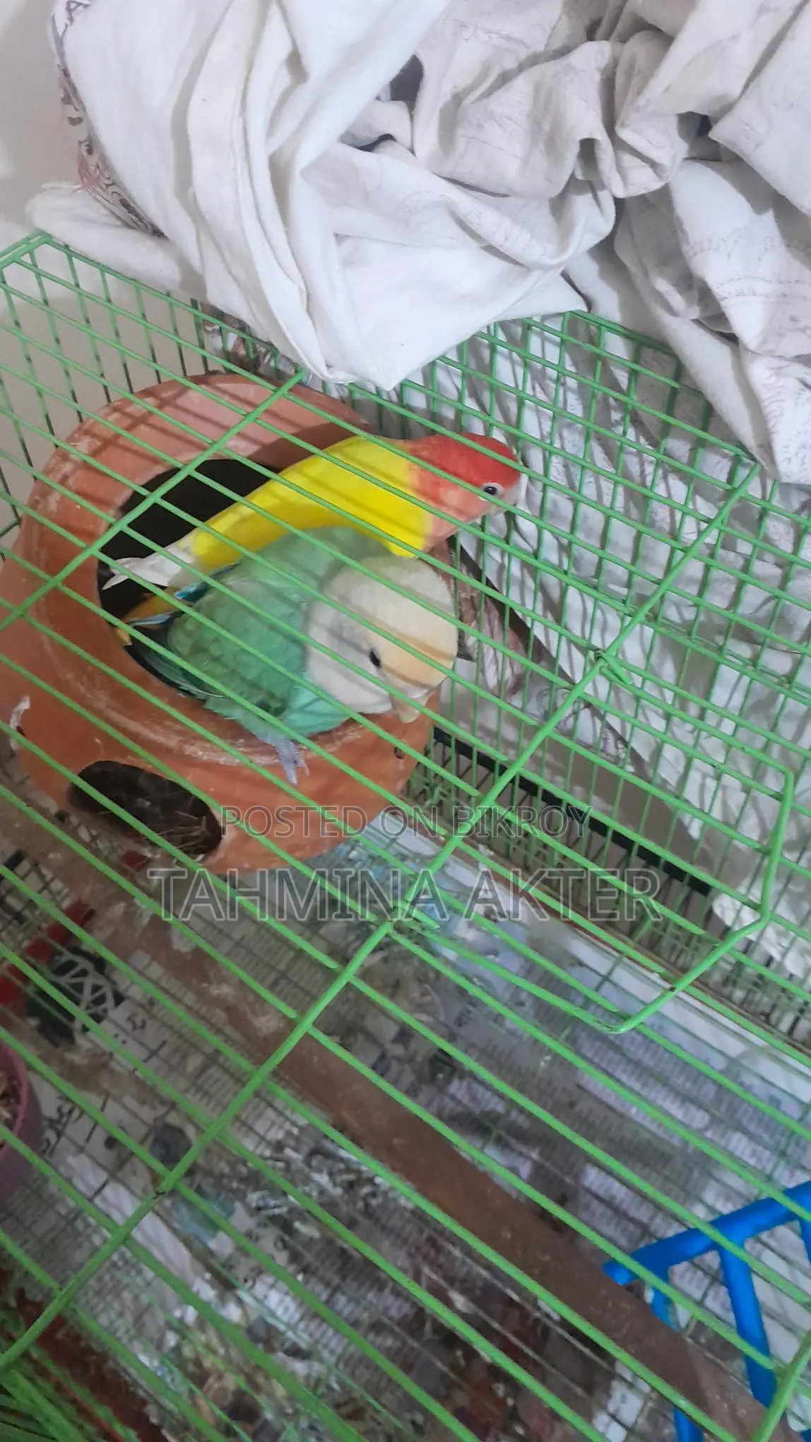 Running Lovebirds