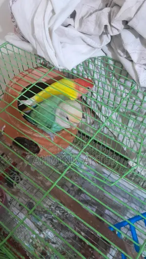 Running Lovebirds