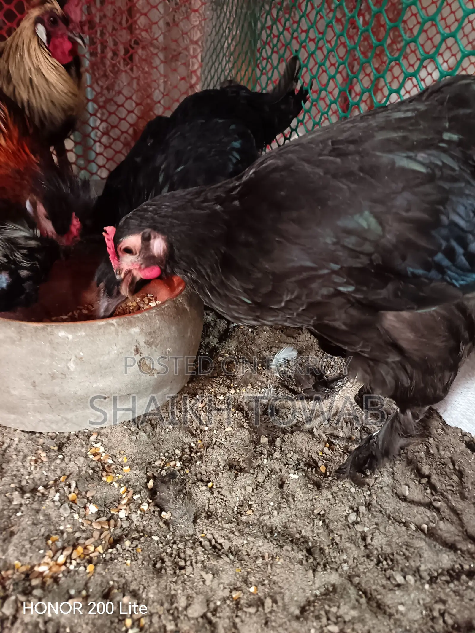 Sonali Chicken